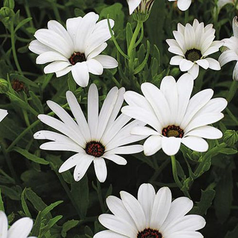 Dimorphotheca Crosta White Seeds